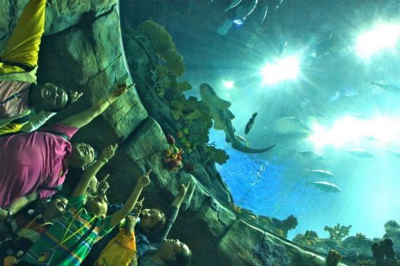 at the Great Aquarium, Ocen Park